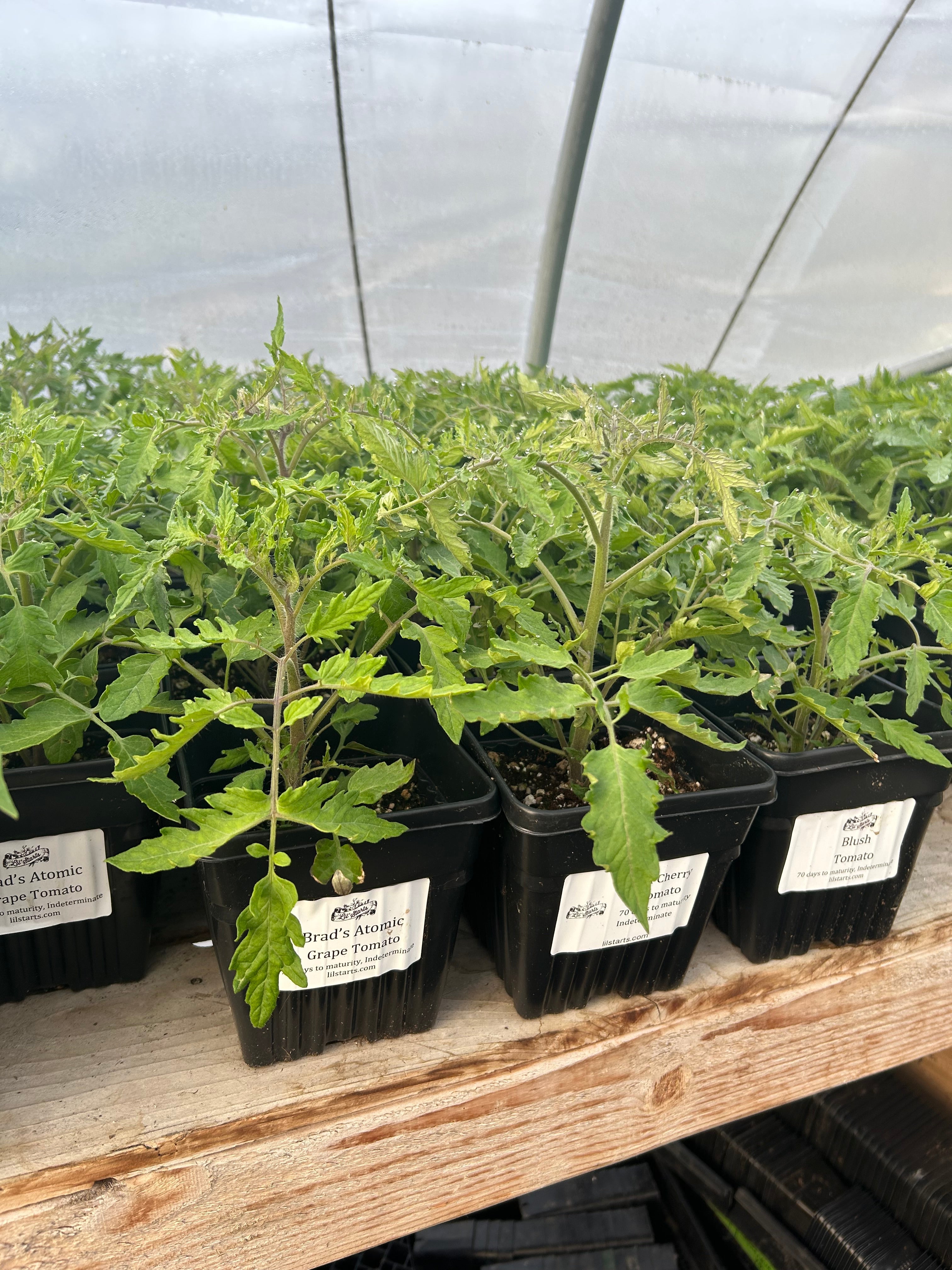 Tomatoes – Lil Starts Farm
