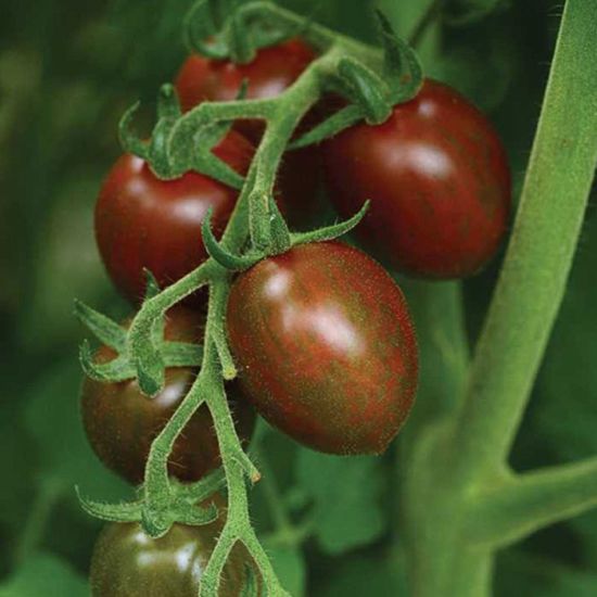 Chocolate Sprinkles Cherry Tomato