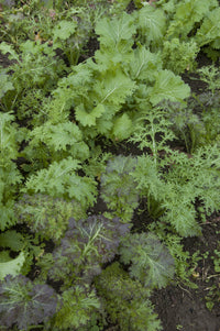 Spicy Mustard Mix, 6 pack