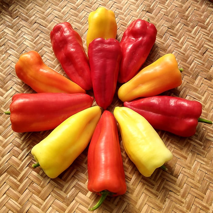Gypsy Queen Pepper