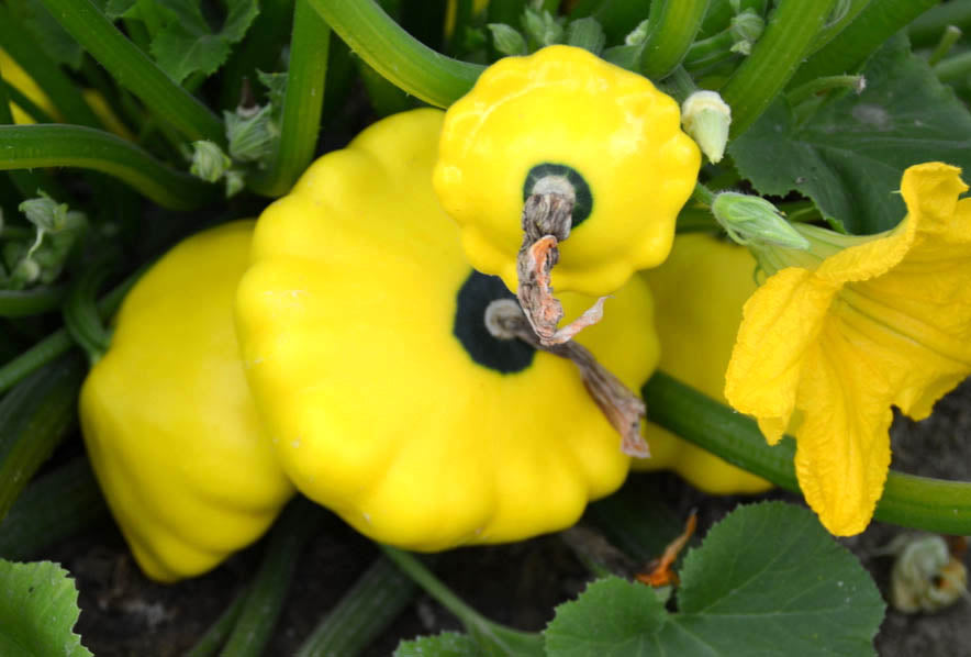 Sunburst Patty Pan Squash