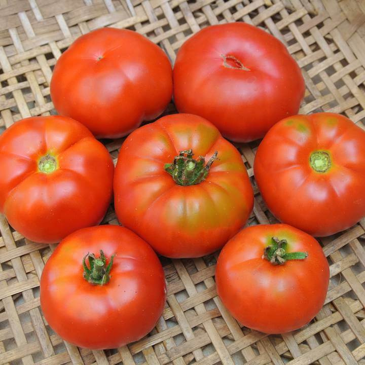 Marmande Tomato