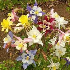 McKana Giant Columbine