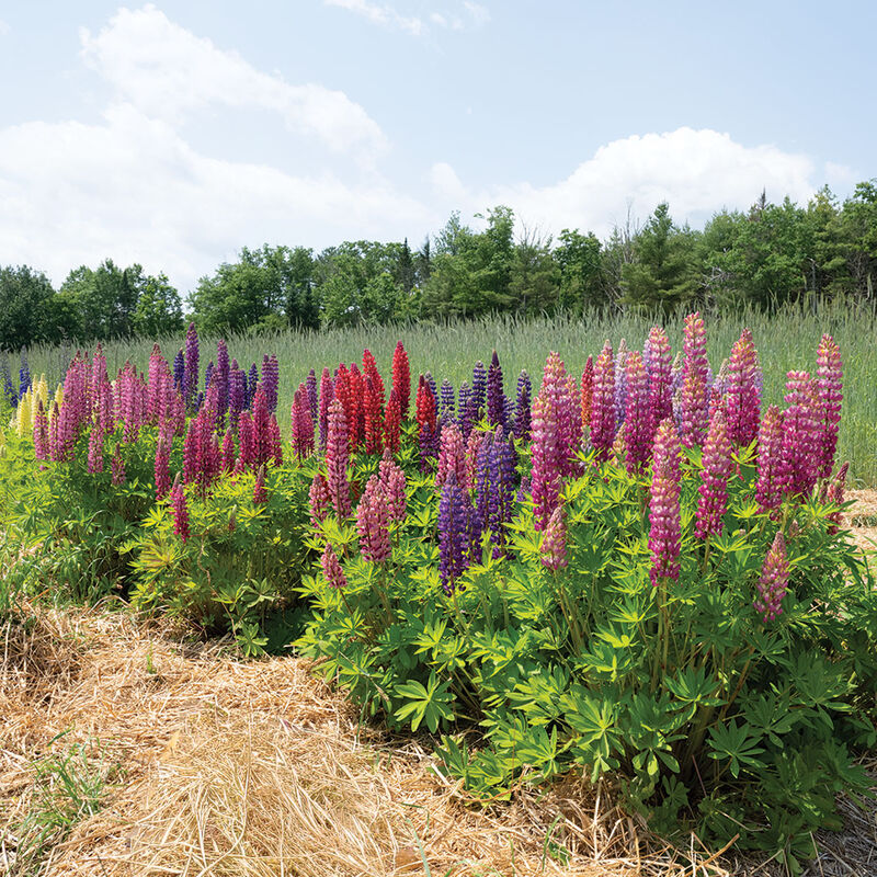 Russell Mix Lupine