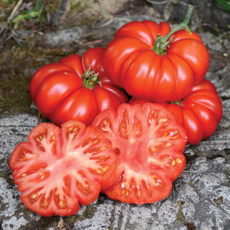 Costoluto Fiorentino