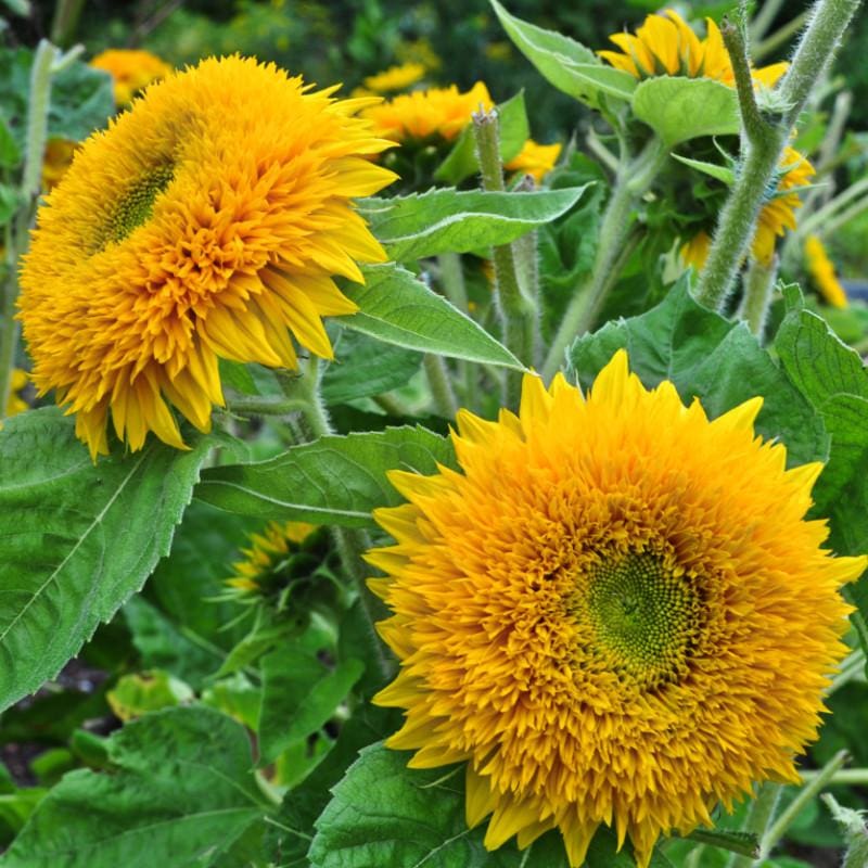 Teddy Bear Sunflower, 6 pack