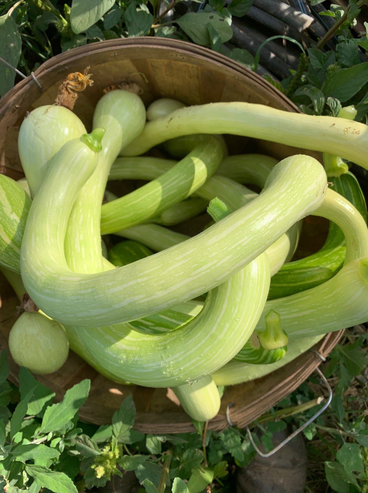 Tromboncino Squash