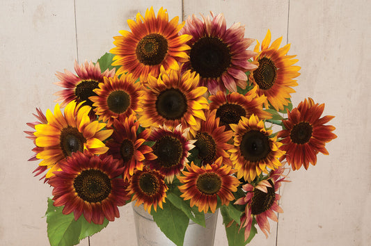 Autumn Beauty Sunflower, 6 pack