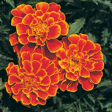 Queen Sophia Marigold, 6 pack