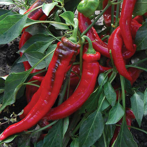 Jimmy Nardello’s Sweet Pepper