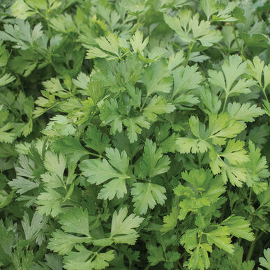 Giant of Italy Parsley