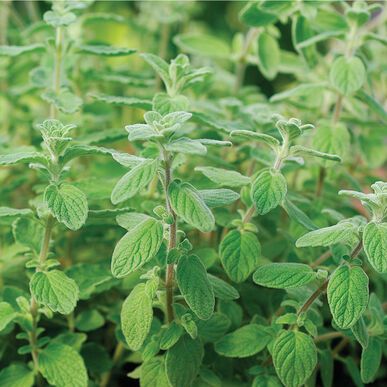 Zaatar, Plant