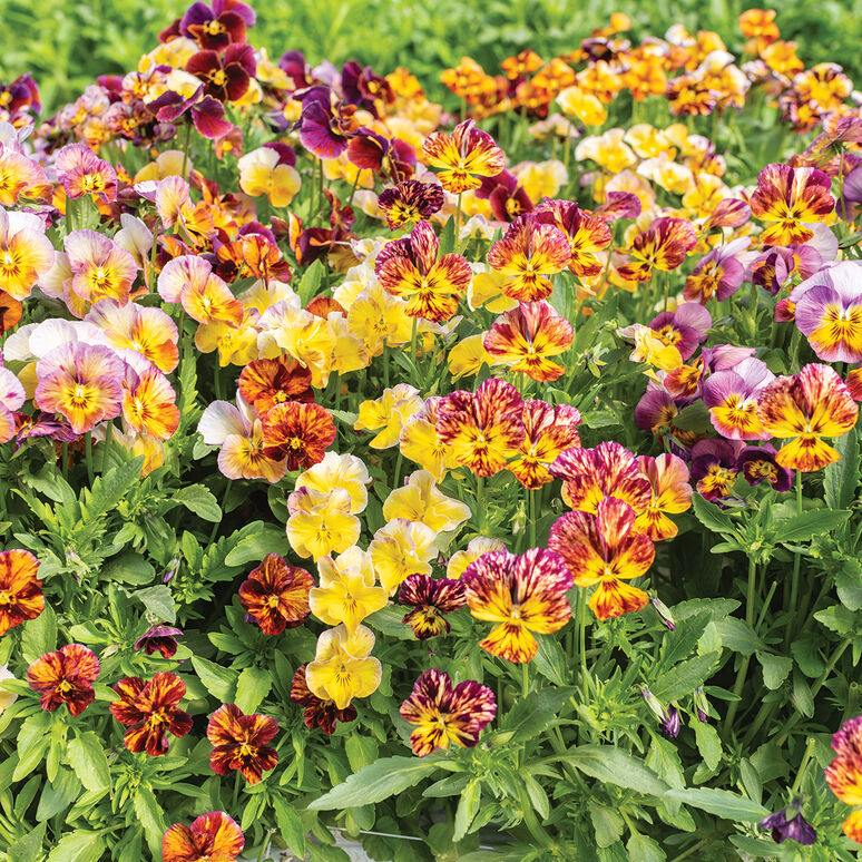 Viola Brush Stroke, 6 pack