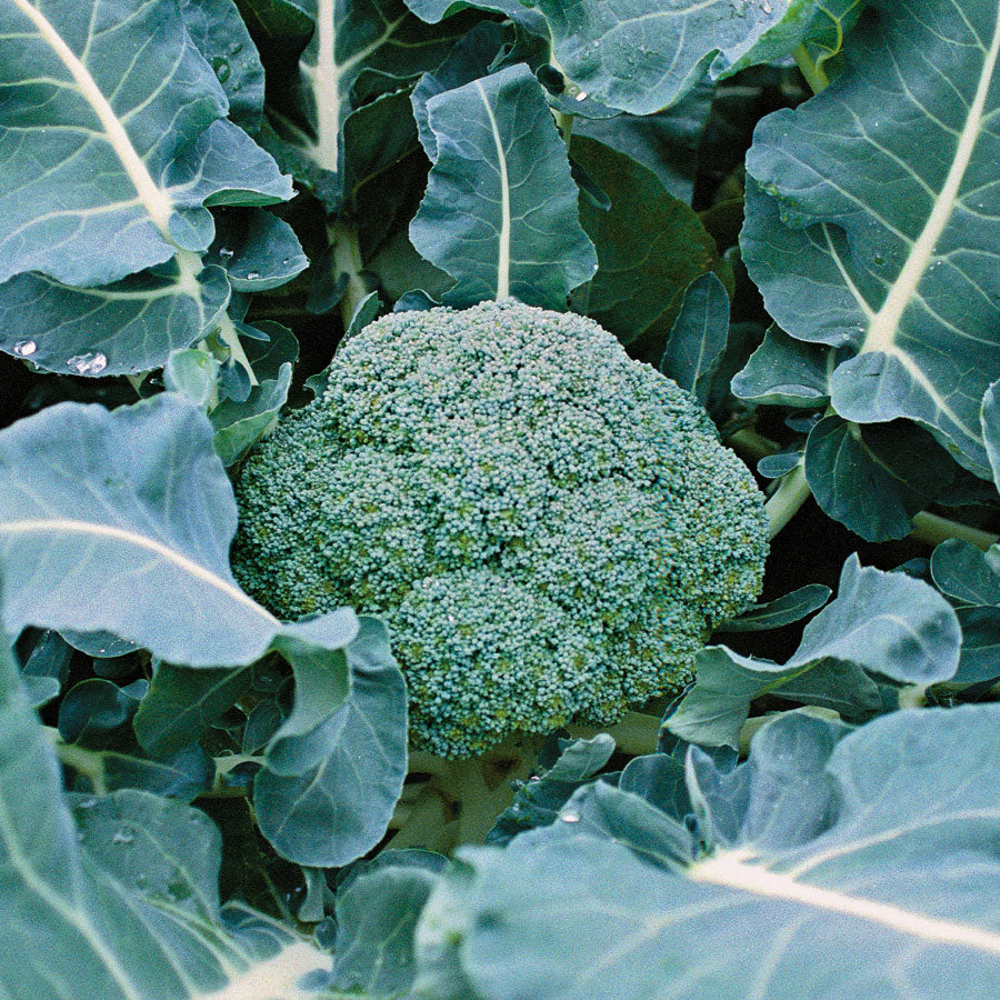 Belstar Broccoli, 6 pack