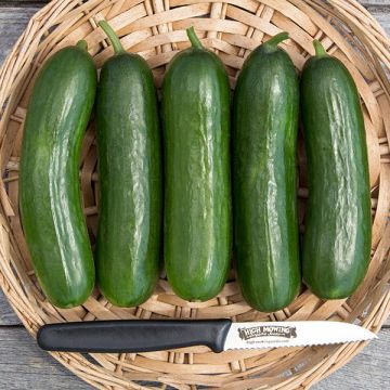 Persian Cucumber
