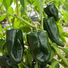 Ancho/Poblano