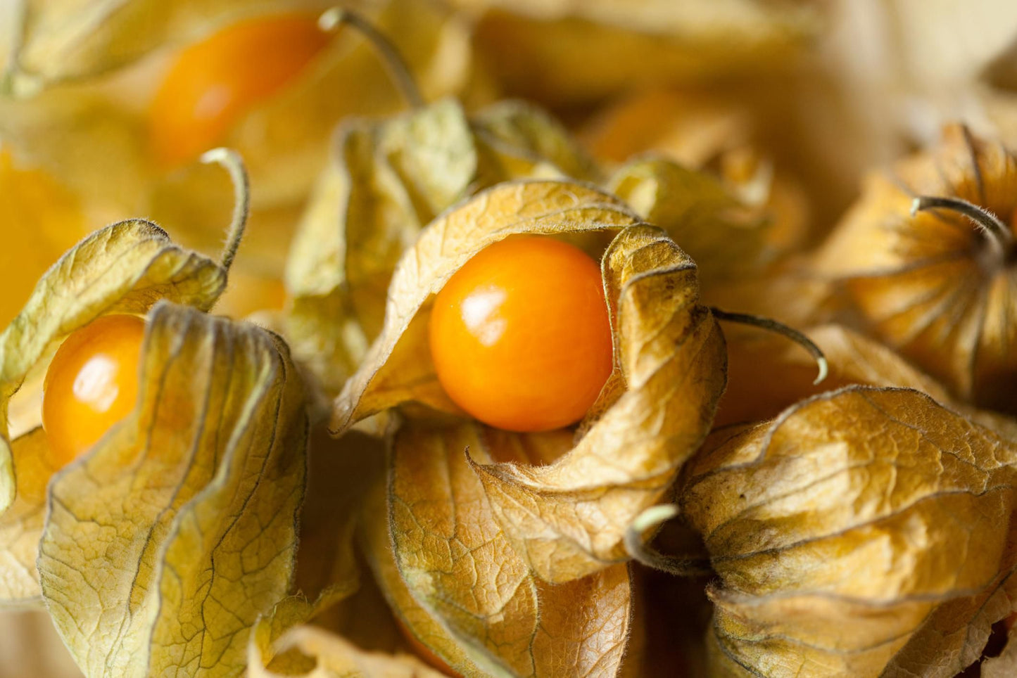 Aunt Molly's Ground Cherry
