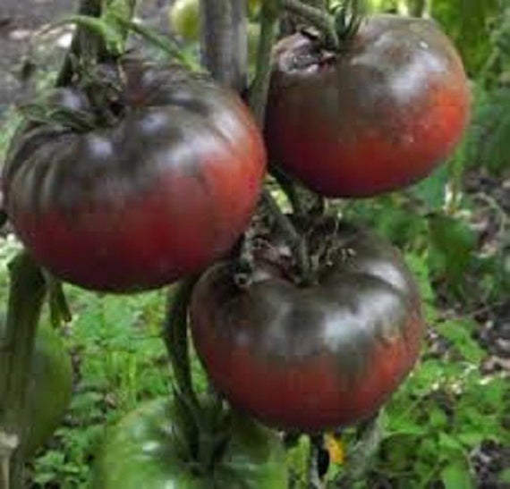 Black Krim