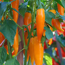 Bulgarian Carrot