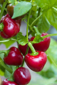 Cherry Bomb