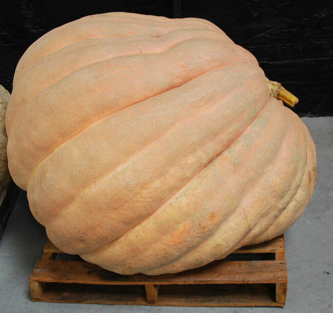 Dill's Atlantic Giant