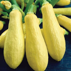 Early Prolific Straitneck Squash