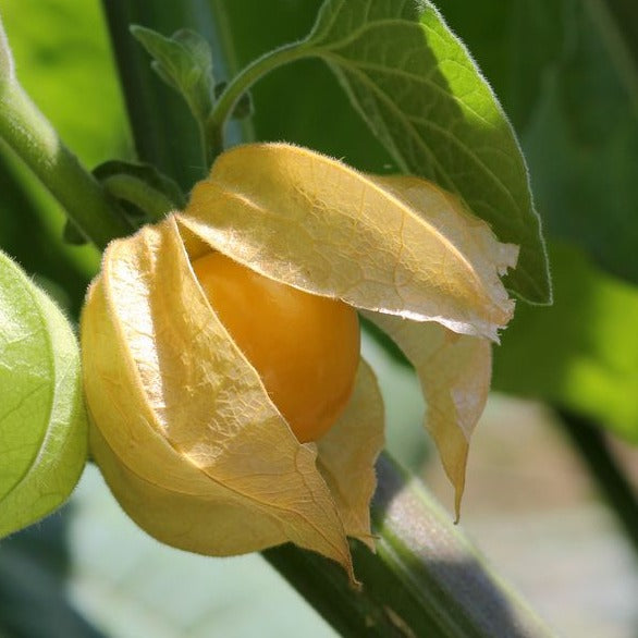 Goldie Ground Cherry