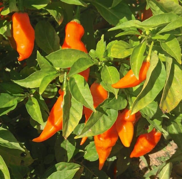 Habanada