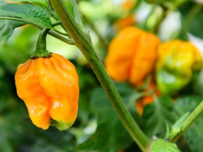 Habanero