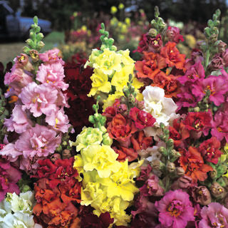 Madame Butterfly Snapdragon, 4" Pot