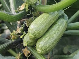 Mexicana Grey Zucchini
