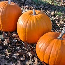 Montana Jack Pumpkin