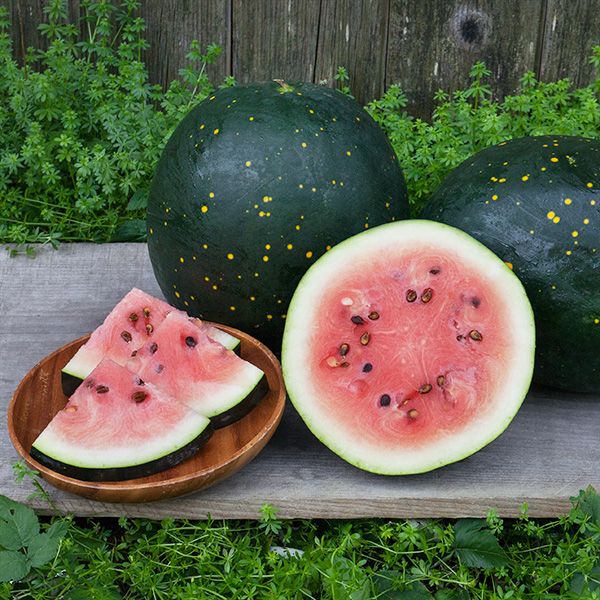 Moon & Stars Watermelon