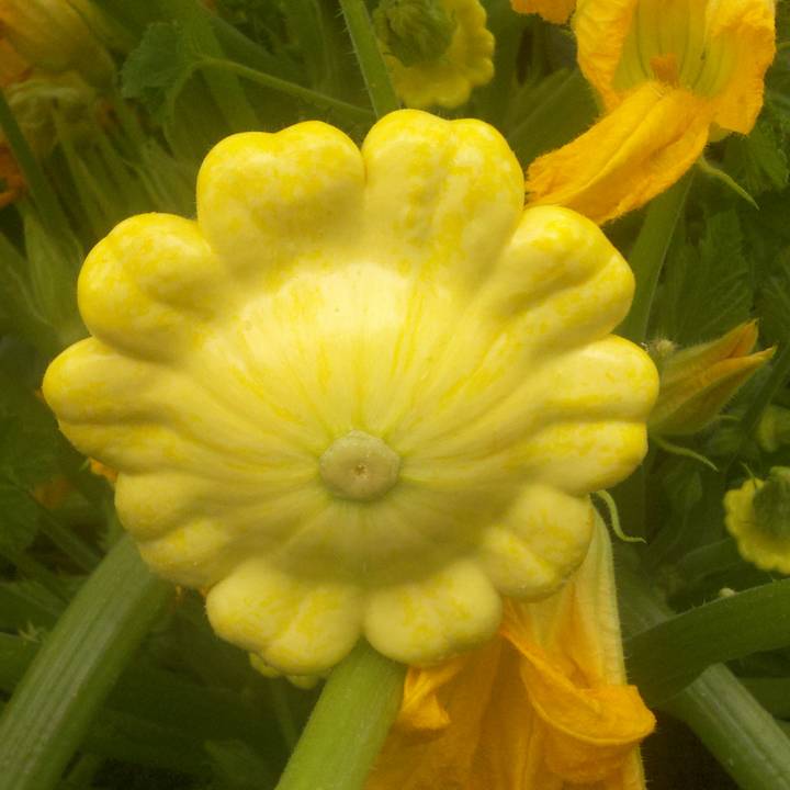 Patisson Golden Marbre Patty Pan Squash