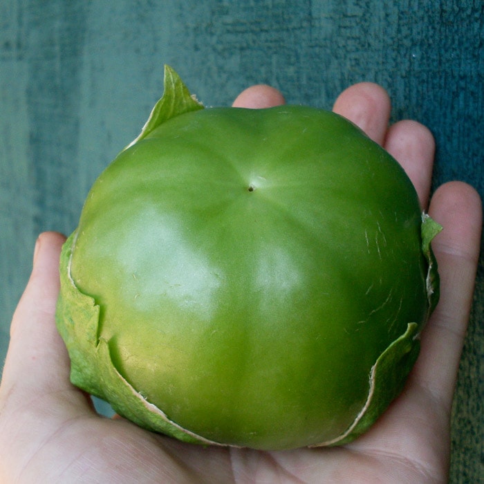 Plaza Latina Giant Tomatillo