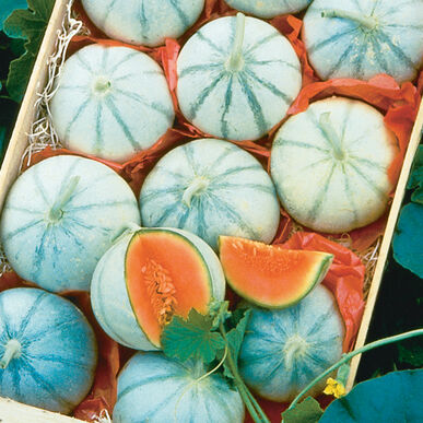 Savor Charentais Melon