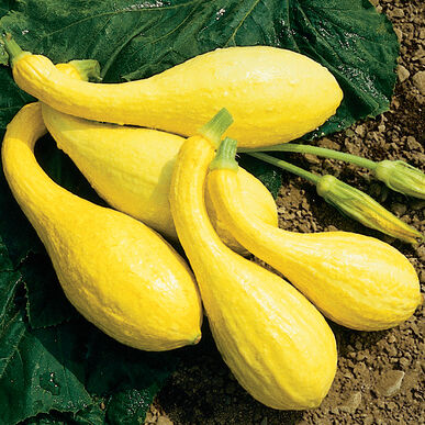 Yellow Crookneck