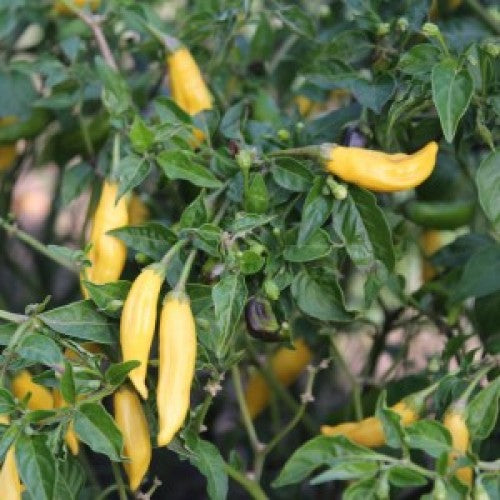 aji pineapple pepper plants Aji Pineapple