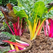 Swiss Chard, 6 pack