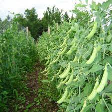 Super Sugar Snap Peas, 6 pack