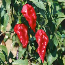 Ghost Pepper