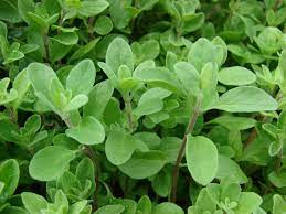 Sweet Marjoram