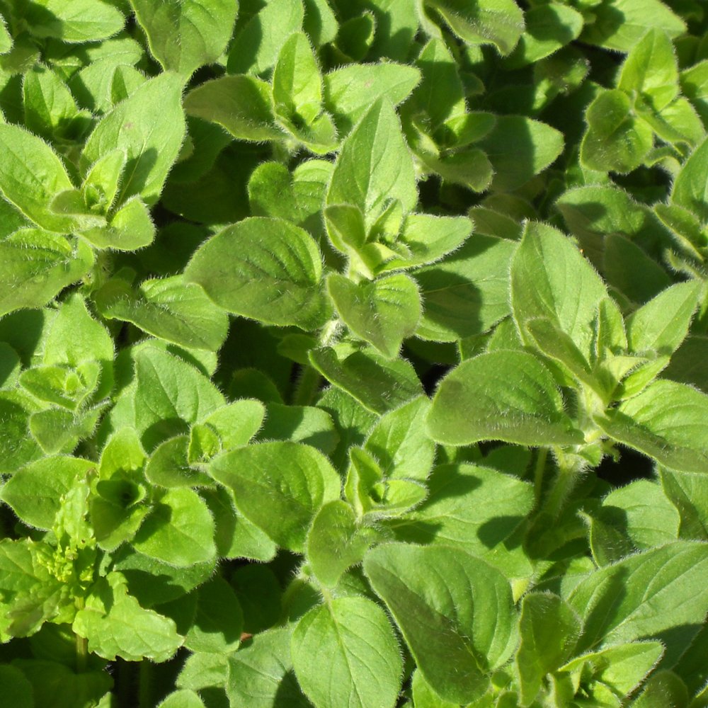 Greek Oregano