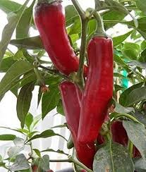Szegedi 179 Paprika