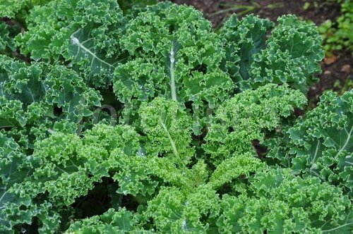 Curly Kale, 6 pack