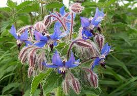 Borage