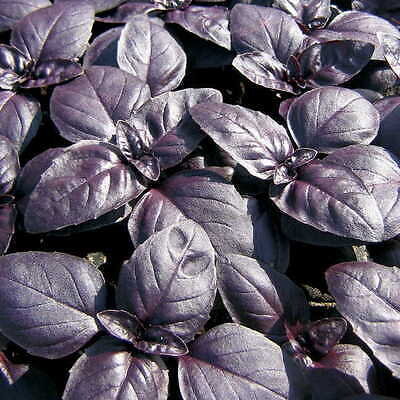 Red Rubin Basil