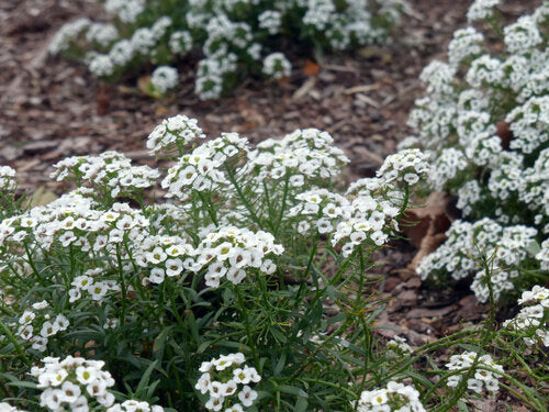 Sweet Alyssum, 6 pack