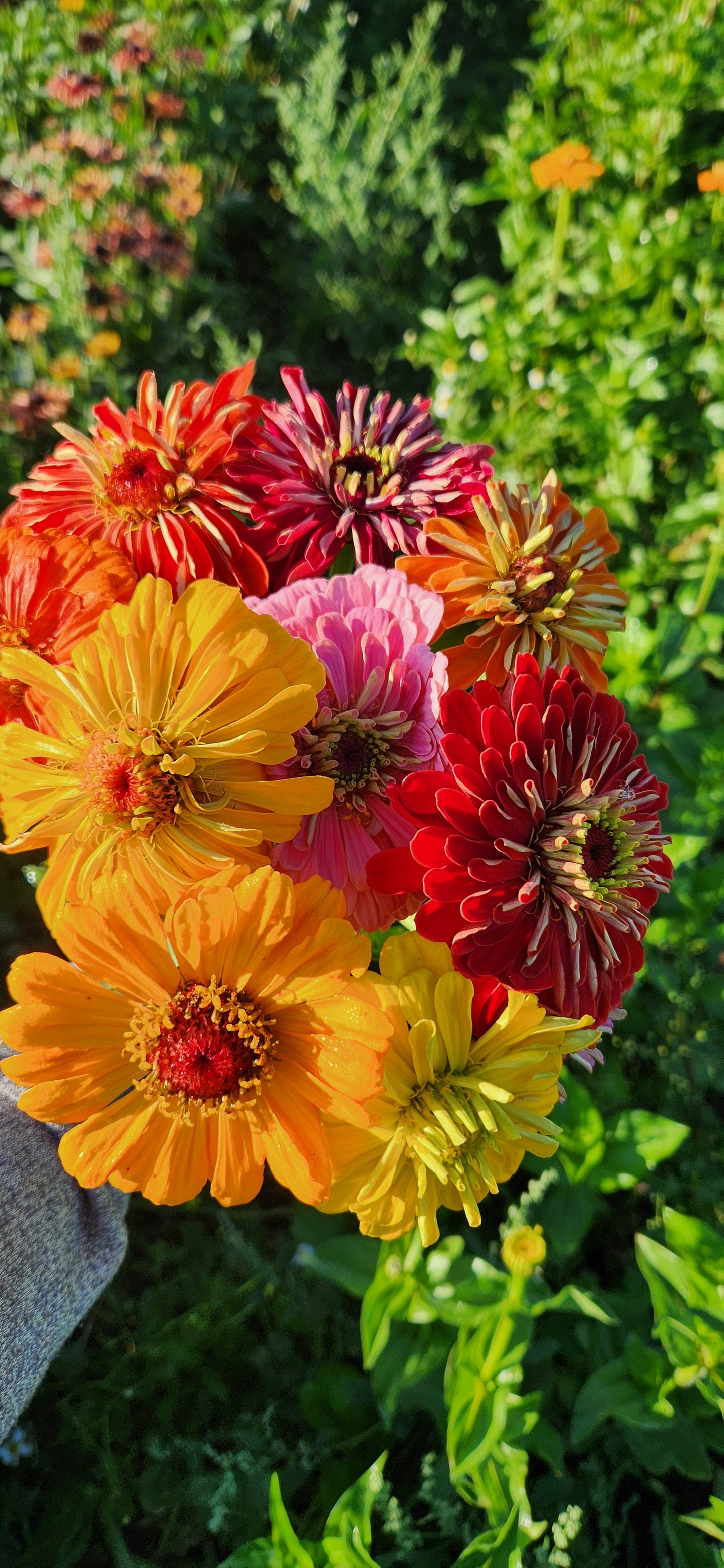 Zinnias, bunch