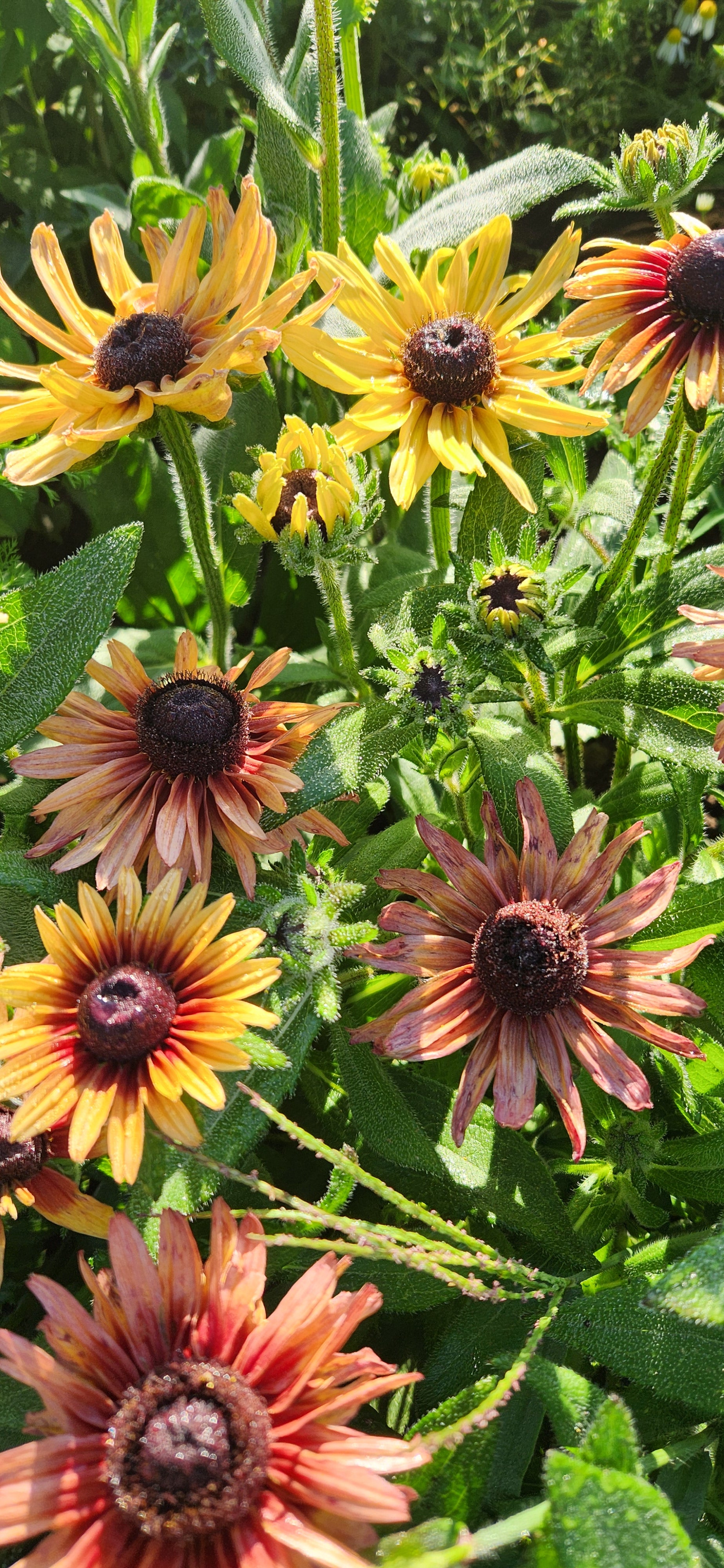 Chim Chiminee Rudbeckia, bunch